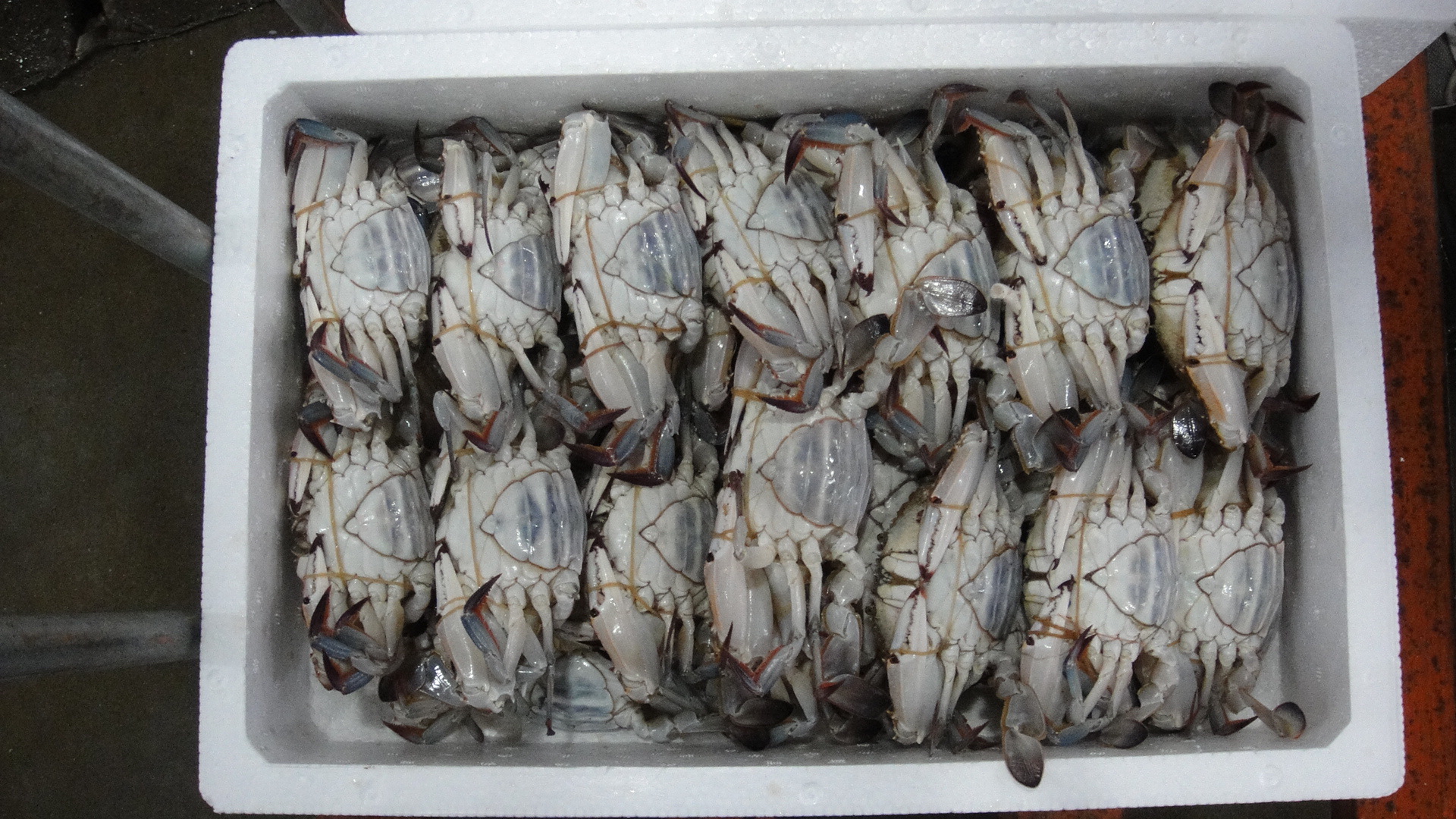 探秘水产品 从海洋到餐桌的健康珍馐