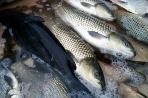 请坚持吃鱼 大自然赠予的礼物，疫情下的营养守护