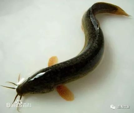 南海瑰宝 探寻优质水产品，哪一款是你的心头好？